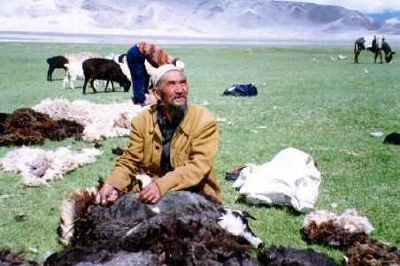 Shearing time