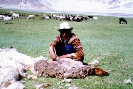 Shearing time